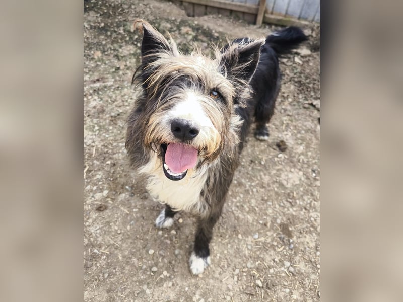 Fluffy gibt sich auf