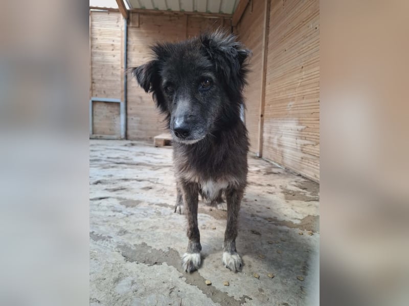 Charlotte - reizende Hundeomi