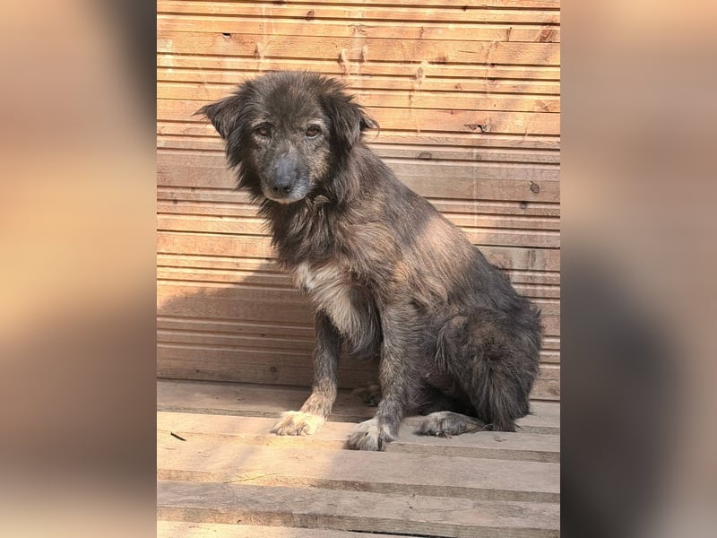 Charlotte - reizende Hundeomi