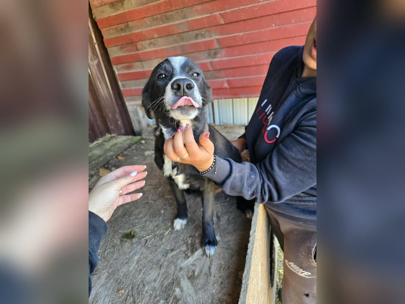 Maylo - wurde ausgesetzt