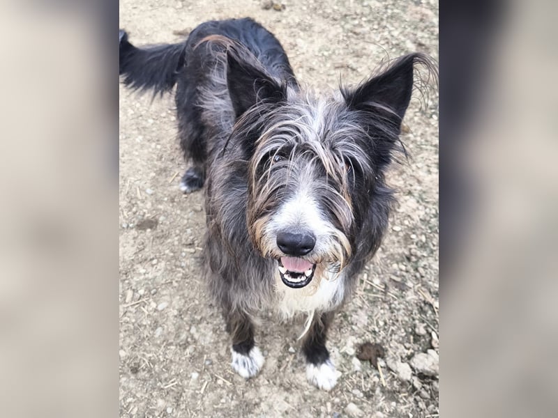 Fluffy gibt sich auf