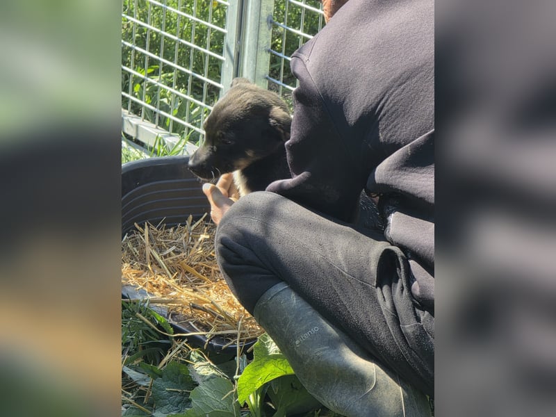 Tom und Jerry - Zuhause gesucht
