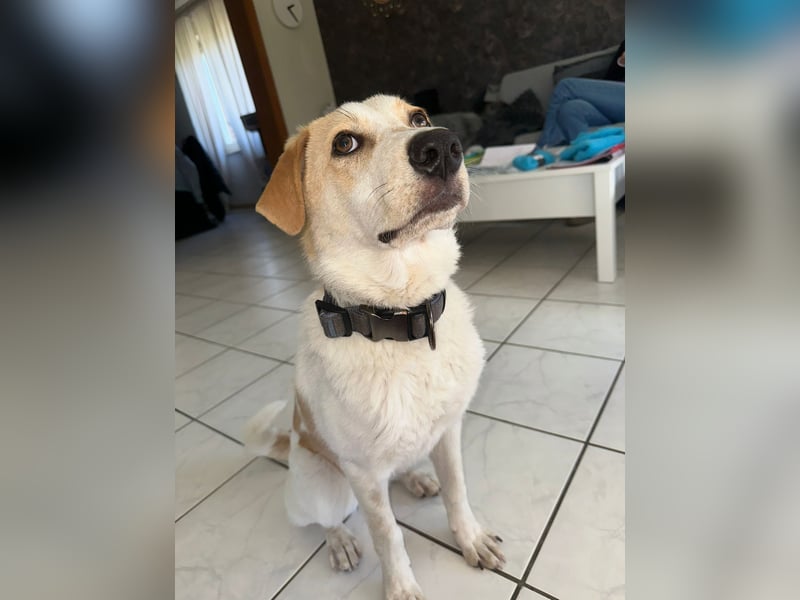 Luna - in Deutschland