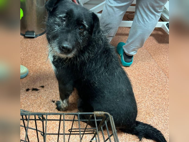 Drako - er hatte einen Schutzengel