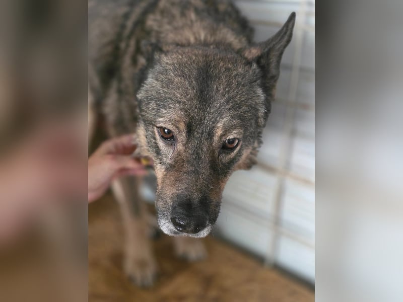 Emilio - Überlebender aus Cornetu