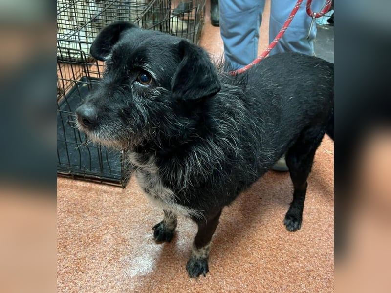 Drako - er hatte einen Schutzengel