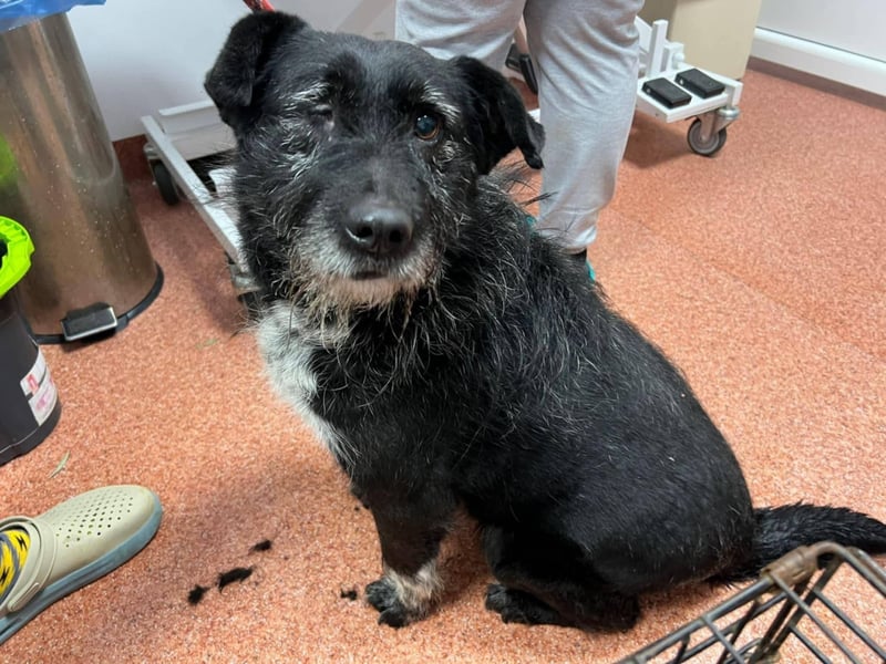 Drako - er hatte einen Schutzengel