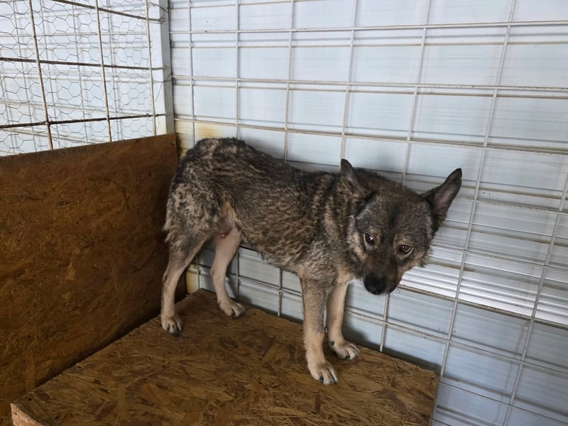 Emilio - Überlebender aus Cornetu