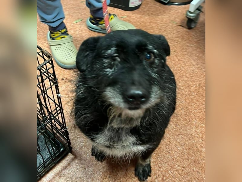 Drako - er hatte einen Schutzengel