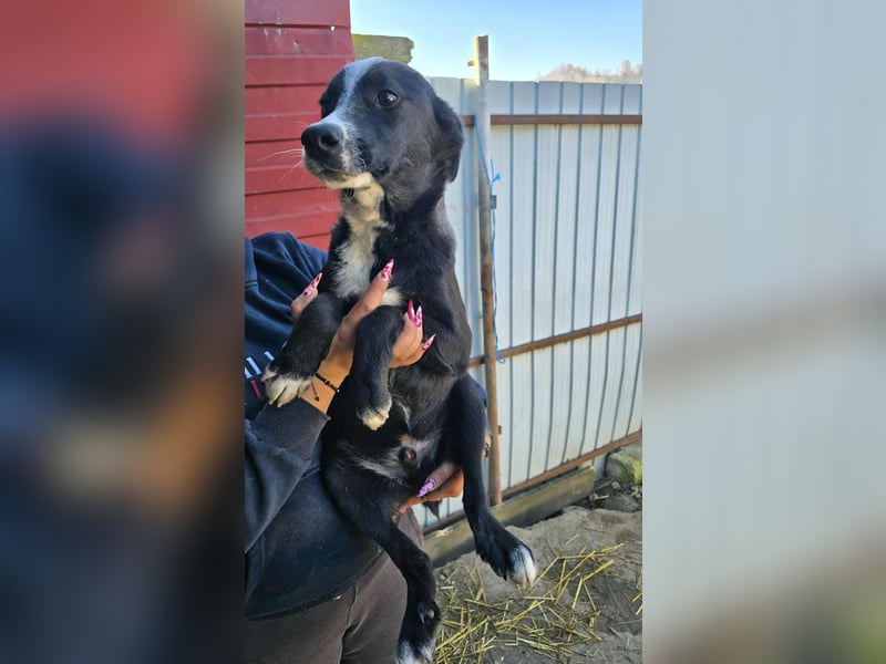 Maylo - wurde ausgesetzt