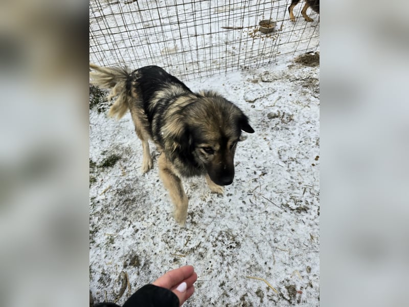 Sweety -  für erfahrene Hundeliebhaber