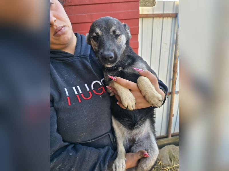 Luna  - im Wald ausgesetzt