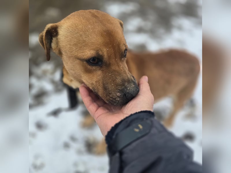 Thor - vom Kinderspielzeug zum Kettenhund