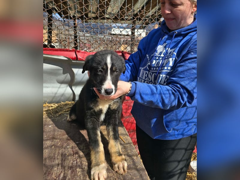 Frenchie - wäre fast erfroren