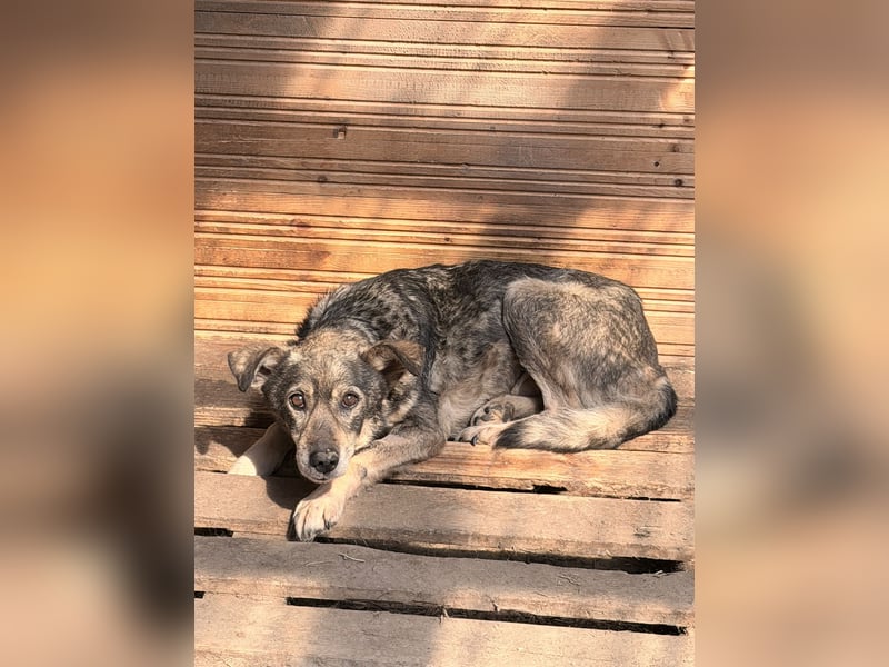 Vanessa - sucht Hundeflüsterer