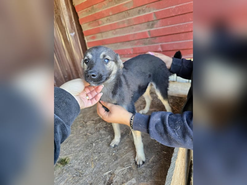 Luna  - im Wald ausgesetzt