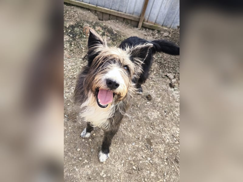 Fluffy gibt sich auf