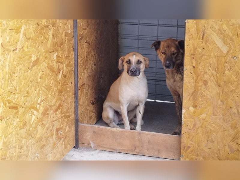 Anouk - fehlt noch ein bisschen Mut