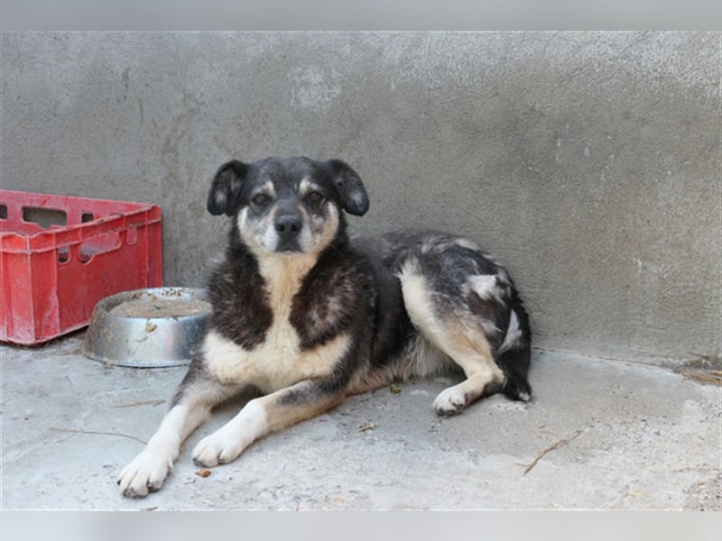 Oldie Idefix sucht dringend ein warmes Körbchen