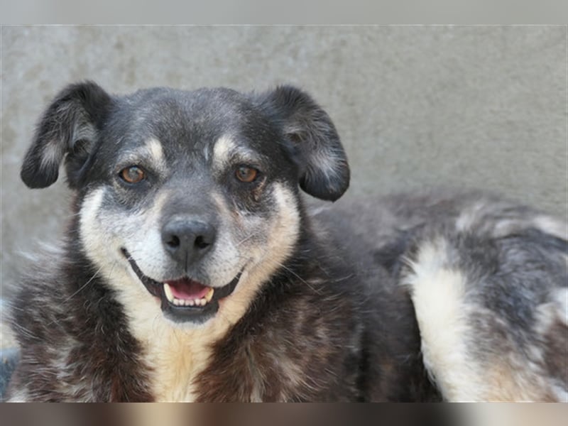 Oldie Idefix sucht dringend ein warmes Körbchen