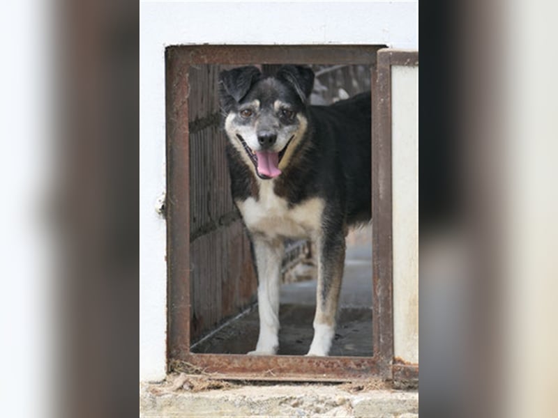 Oldie Idefix sucht dringend ein warmes Körbchen