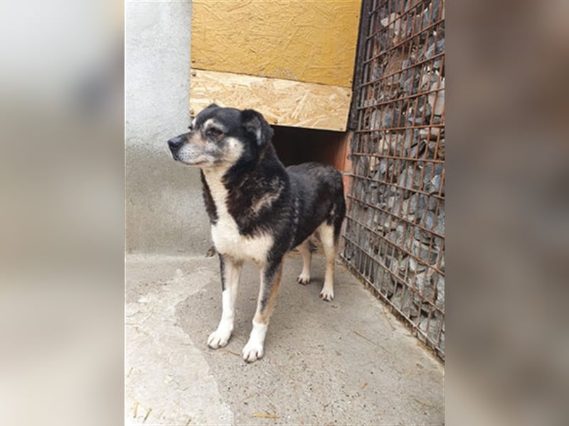 Oldie Idefix sucht dringend ein warmes Körbchen