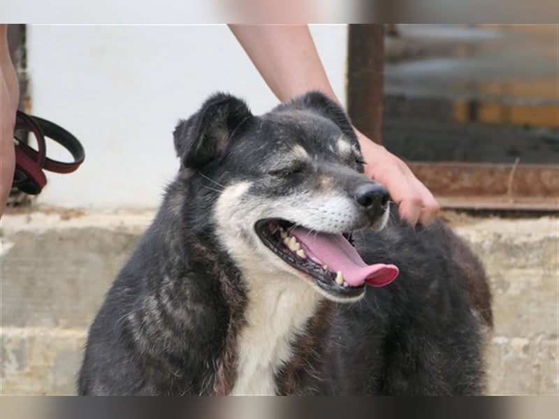 Oldie Idefix sucht dringend ein warmes Körbchen