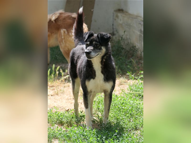 Oldie Idefix sucht dringend ein warmes Körbchen