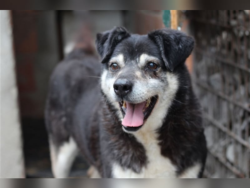 Oldie Idefix sucht dringend ein warmes Körbchen