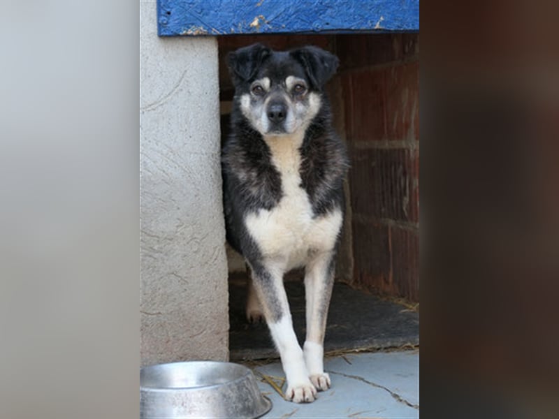 Oldie Idefix sucht dringend ein warmes Körbchen