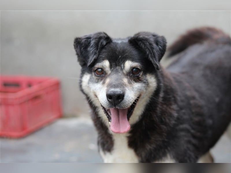 Oldie Idefix sucht dringend ein warmes Körbchen