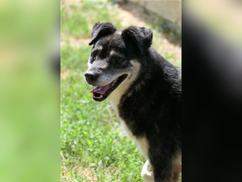 Oldie Idefix sucht dringend ein warmes Körbchen