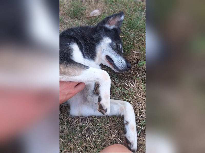 Oldie Idefix sucht dringend ein warmes Körbchen