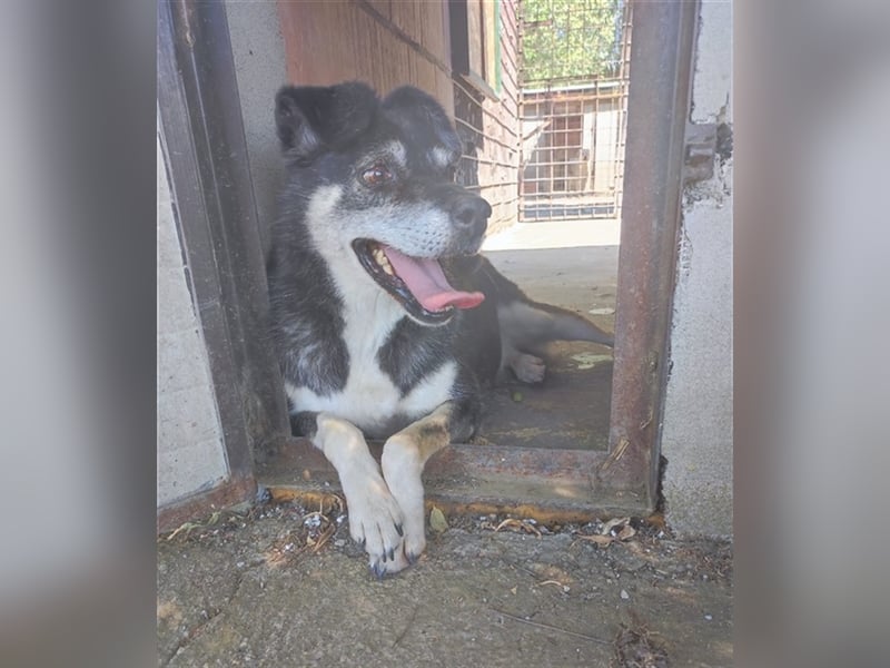 Oldie Idefix sucht dringend ein warmes Körbchen