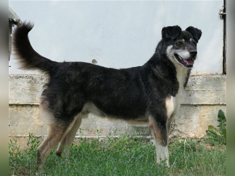 Oldie Idefix sucht dringend ein warmes Körbchen