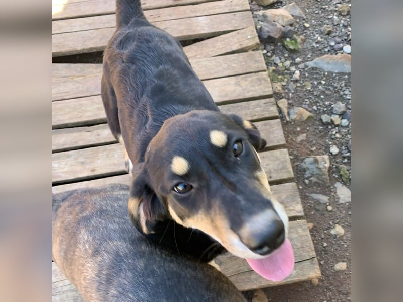 Hündin PAM sucht ihr Für-immer-Zuhause