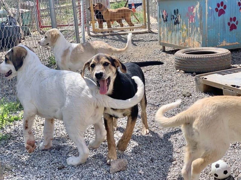 Hündin ROXY sucht ihr Zuhause