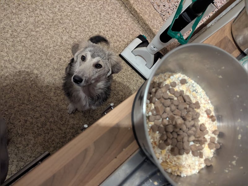 Hündin BELLI sucht ein liebevolles Zuhause