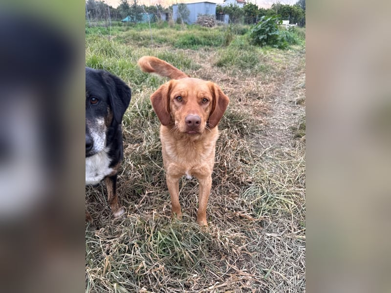 Hündin GRACE sucht ihr neues Zuhause