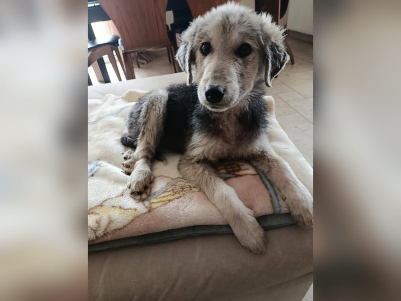 Hündin BELLI sucht ein liebevolles Zuhause