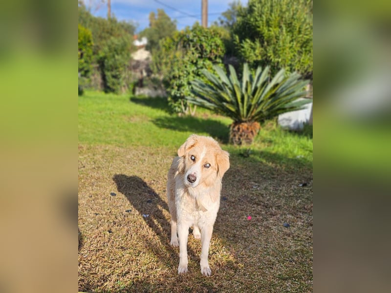 Rüde NILO sucht ein sicheres Zuhause