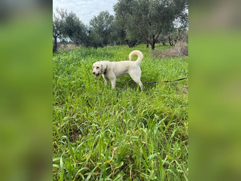 Hündin Mary sucht ein warmes Plätzchen