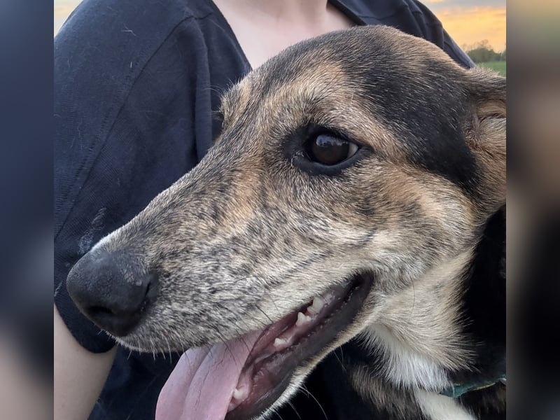 Hündin ROXY sucht ihr Zuhause