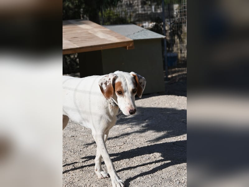 Rüde PLATON sucht sein Körbchen