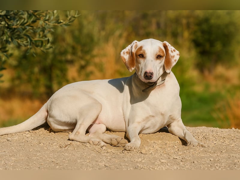 Rüde PLATON sucht sein Körbchen