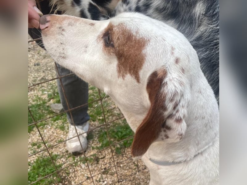 Rüde PLATON sucht sein Körbchen