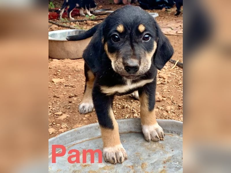 Hündin PAM sucht ihr Für-immer-Zuhause