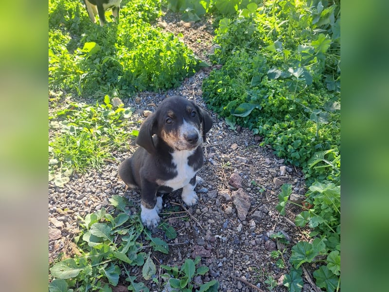 Rüde PARKER sucht seine neue Familie