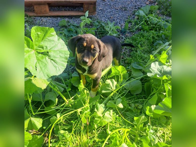 Hündin PENNY sucht ihr grosses Glück