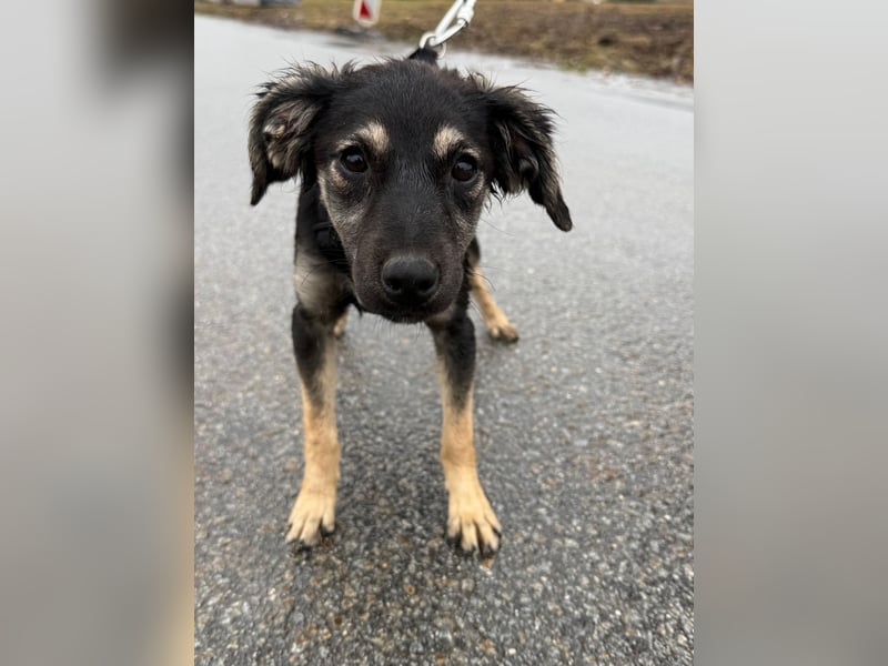 Hündin ANI sucht ihre Familie